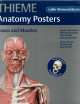 Thieme Anatomy Poster
